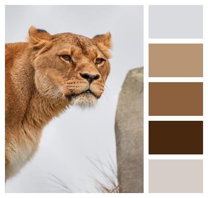 Predator Wildlife Nature Mammal Animal Big Cat Hunter Feline Lion Image